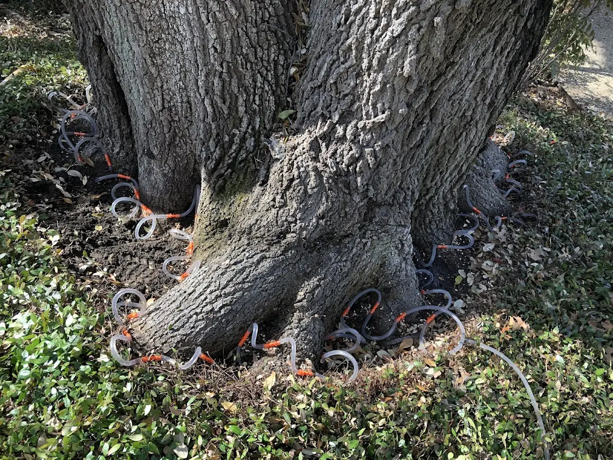 Detailed Tree Cabling and Bracing job site in Gold Run